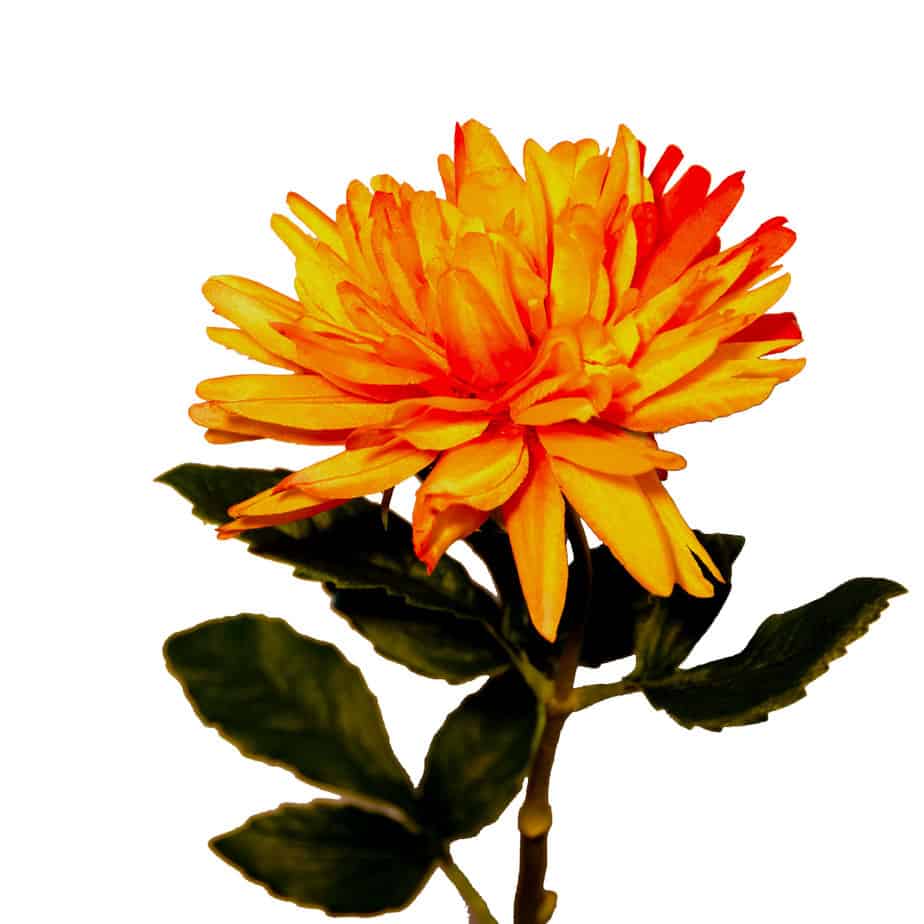 Chrysanthemum orange