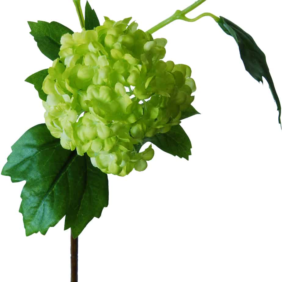 FlowerDutchess Sneeuwbal 3 bloemkoppen 80cm groen 3