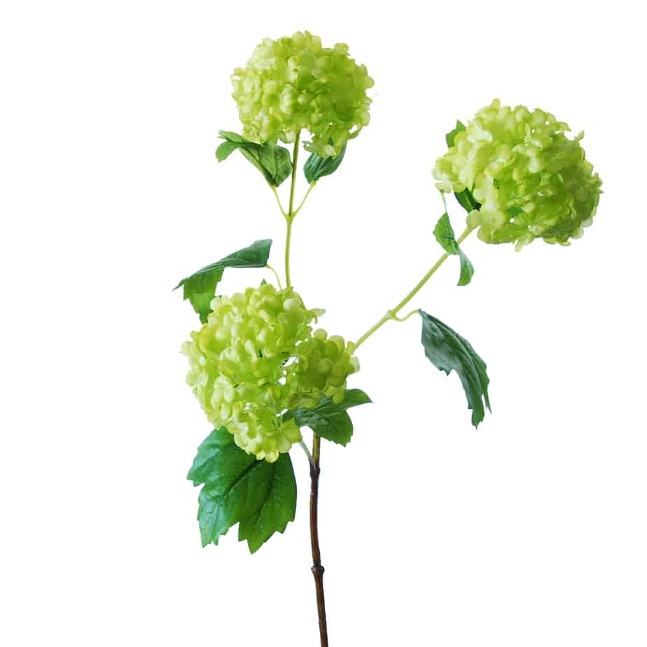 FlowerDutchess Sneeuwbal 3 bloemkoppen 80cm groen 4