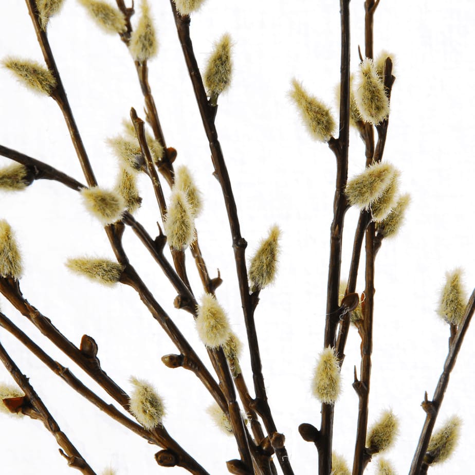 Rooting Pussy Willow detail 2