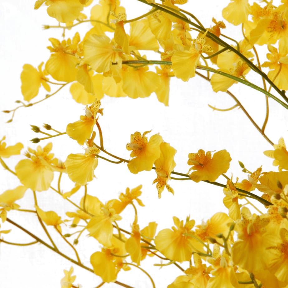 Orchis Oncydium yellow detail