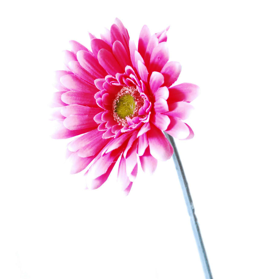 Gerbera hotpink 3 1