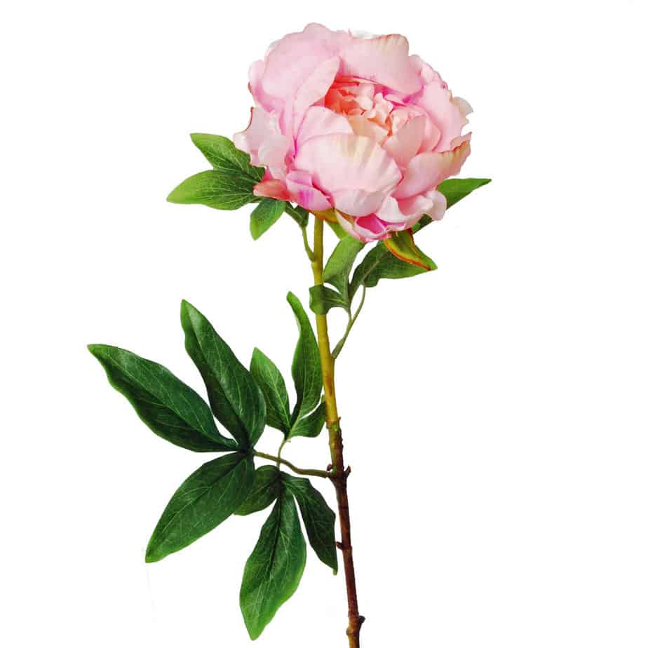Peony pink 3