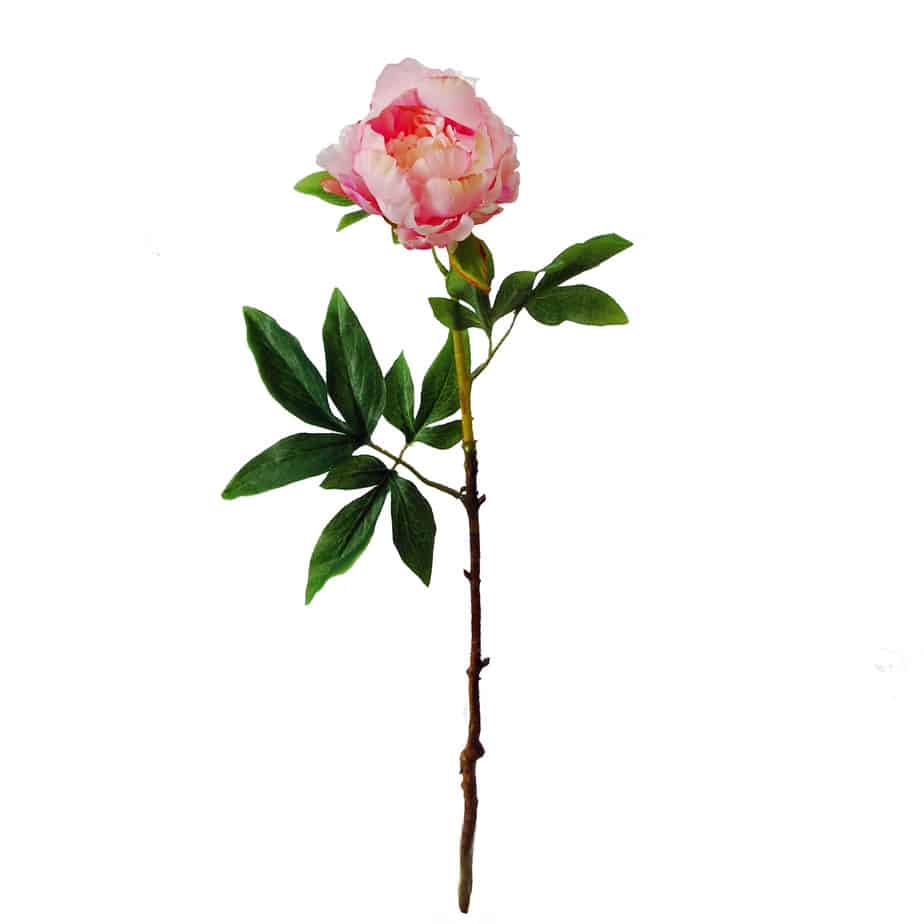 Peony pink 4
