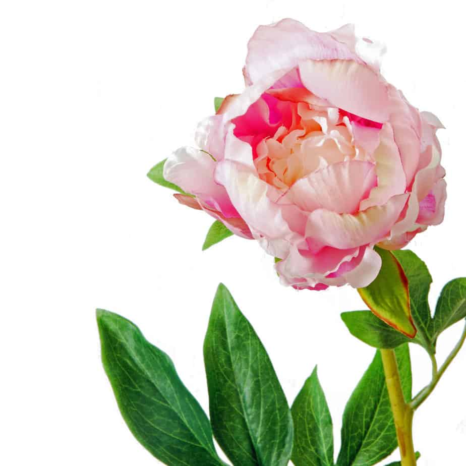 Peony pink 5