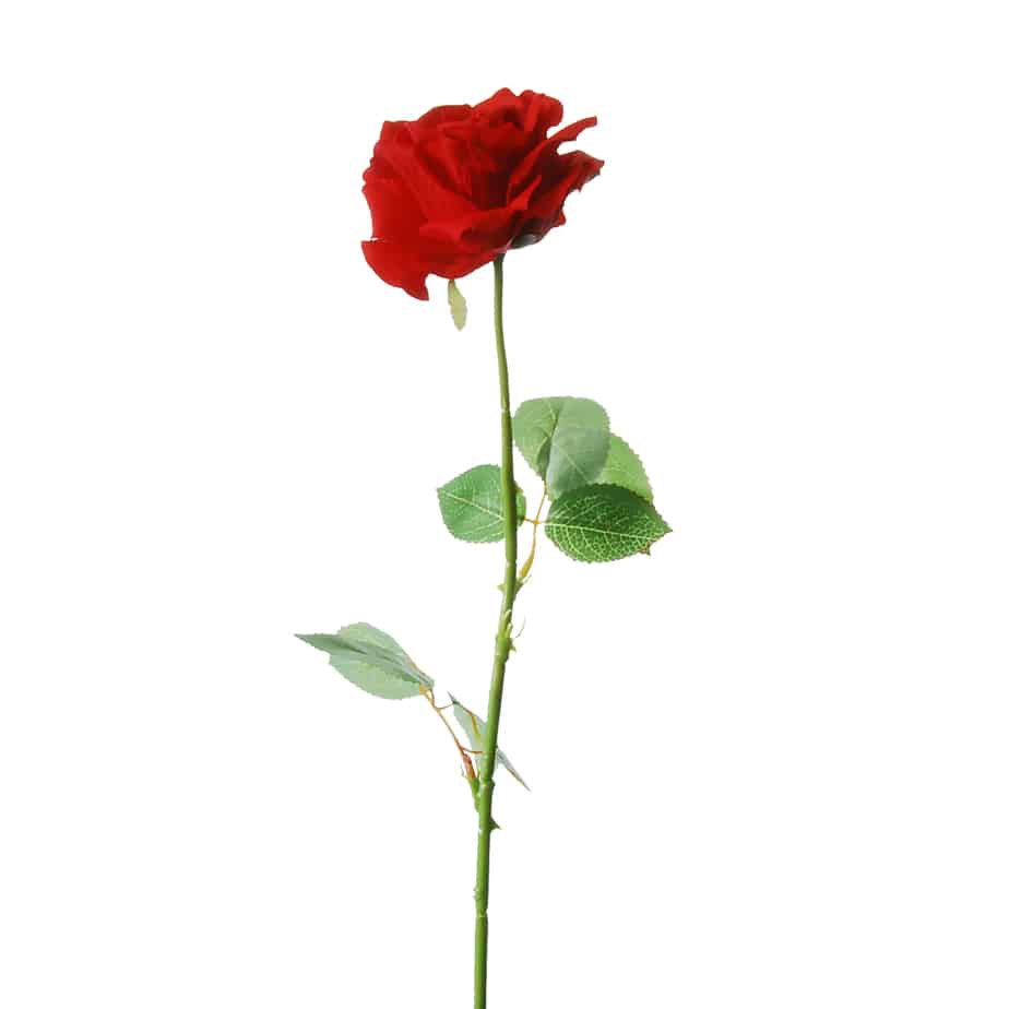 Roos 68cm rood 3