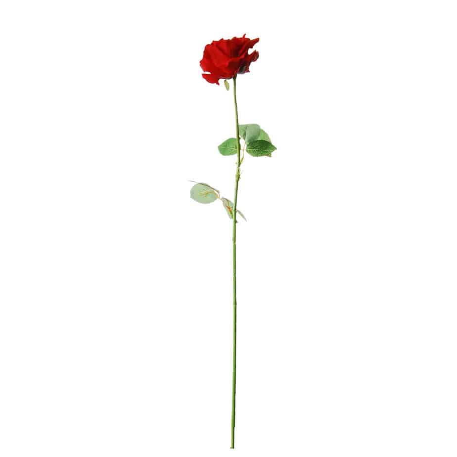 Roos 68cm rood 2 scaled