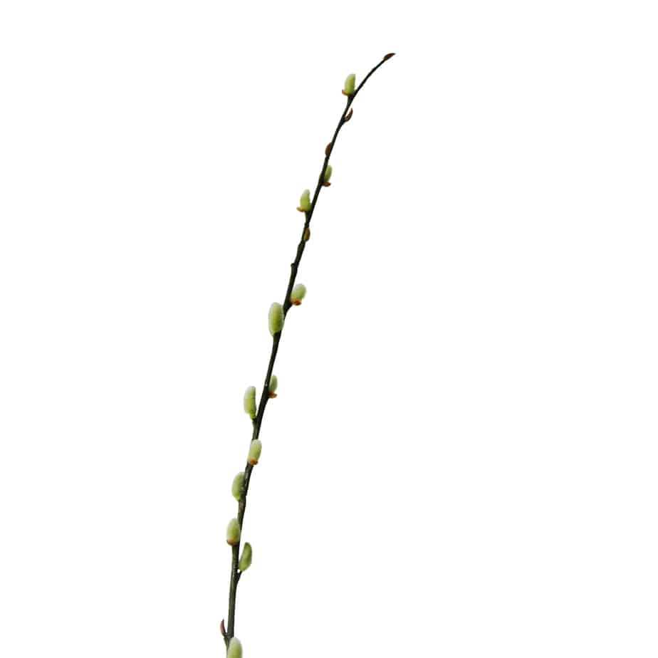 FlowerDutchess lange tak katjes 119cm 4