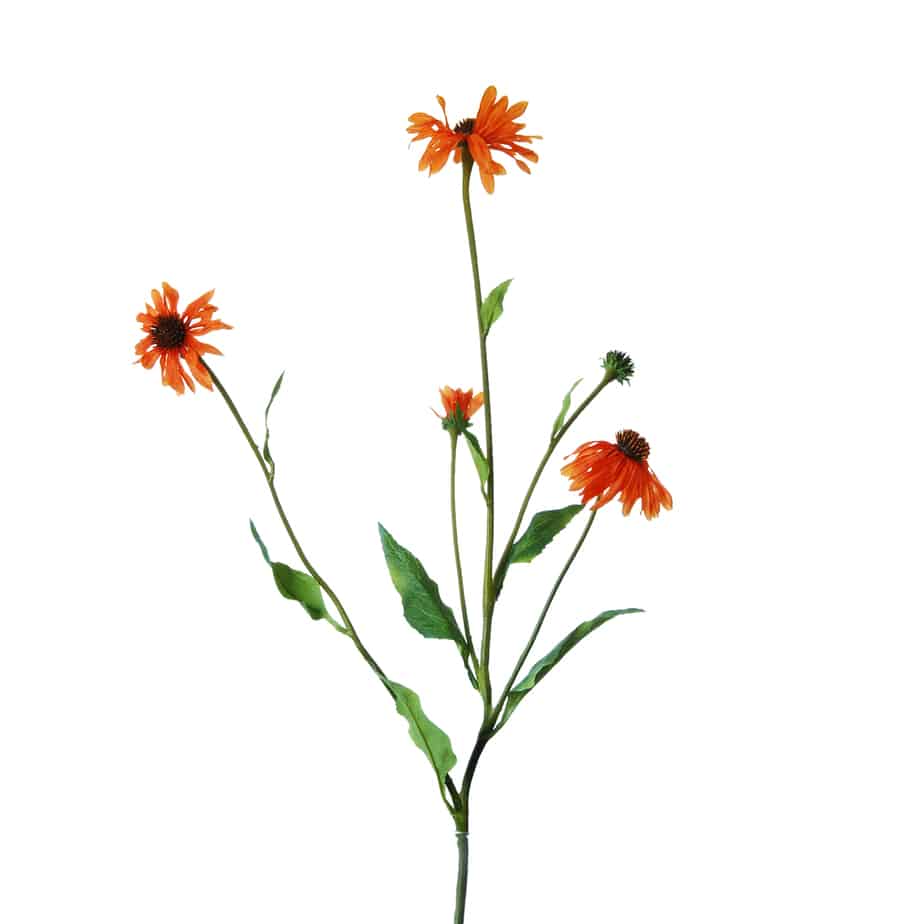 FlowerDutchess echinacea 80cm oranje 5