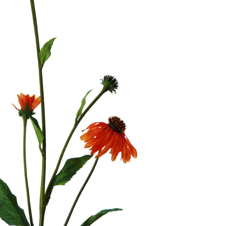 FlowerDutchess echinacea 80cm oranje 3