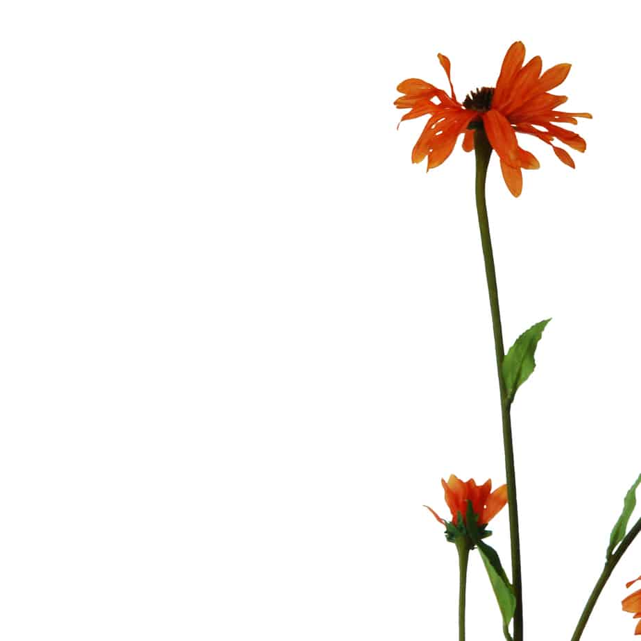 FlowerDutchess echinacea 80cm oranje 4