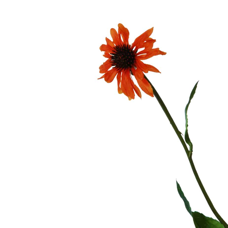 FlowerDutchess echinacea 80cm oranje 2