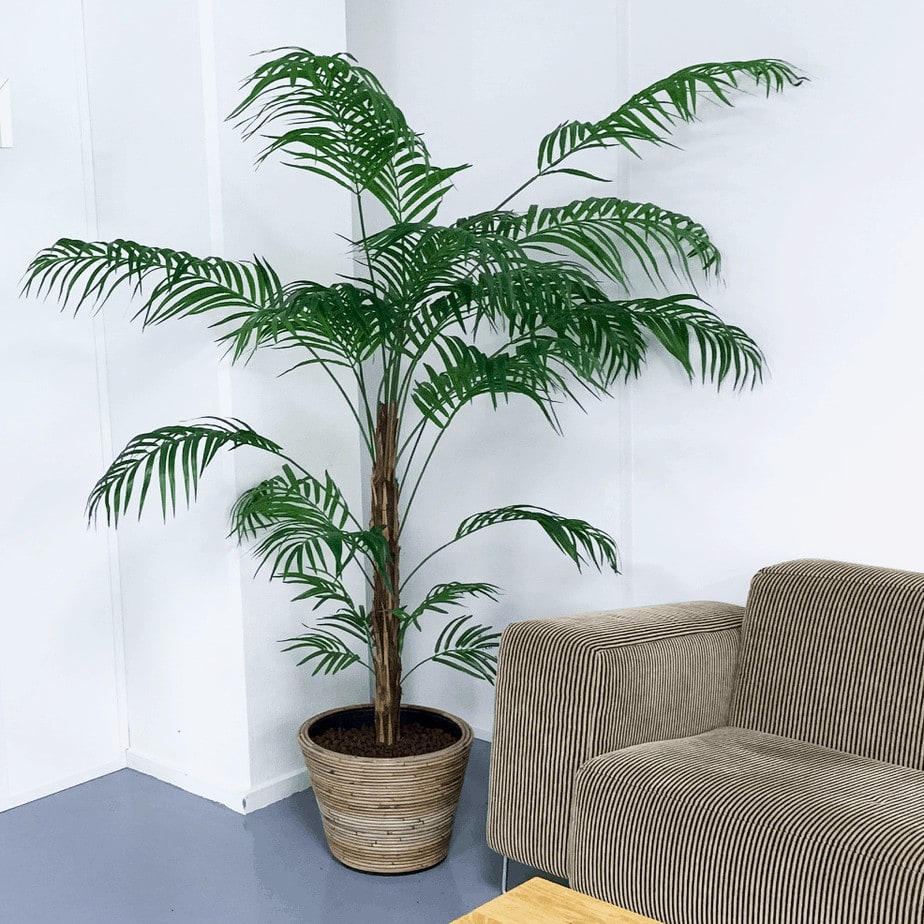 Flowerdutchess palm 210cm showcase1