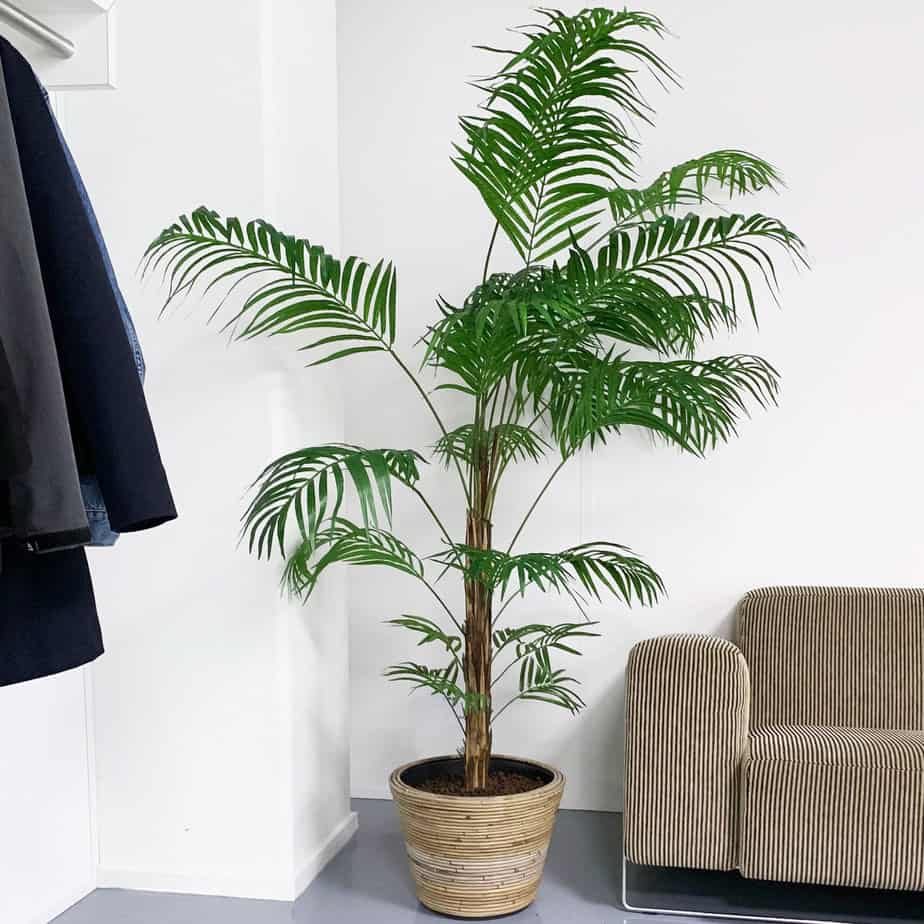 Flowerdutchess palm 210cm showcase2