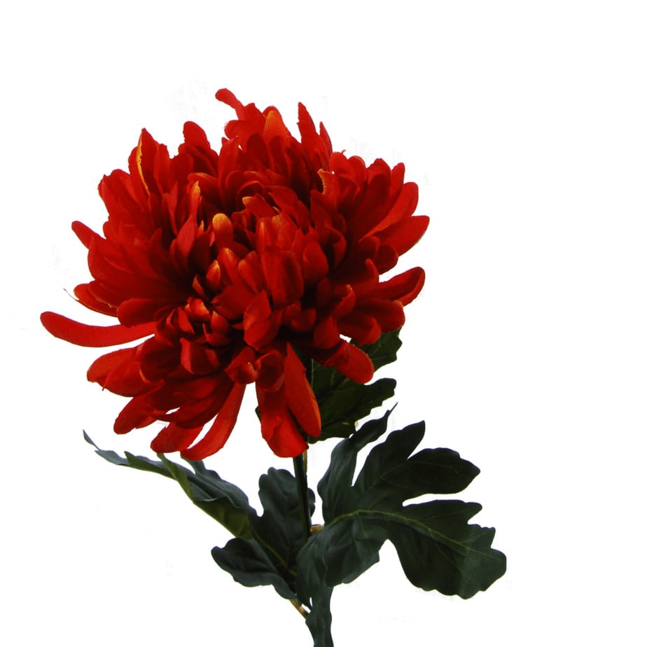 FlowerDutchess chrysanthemen oranje 3