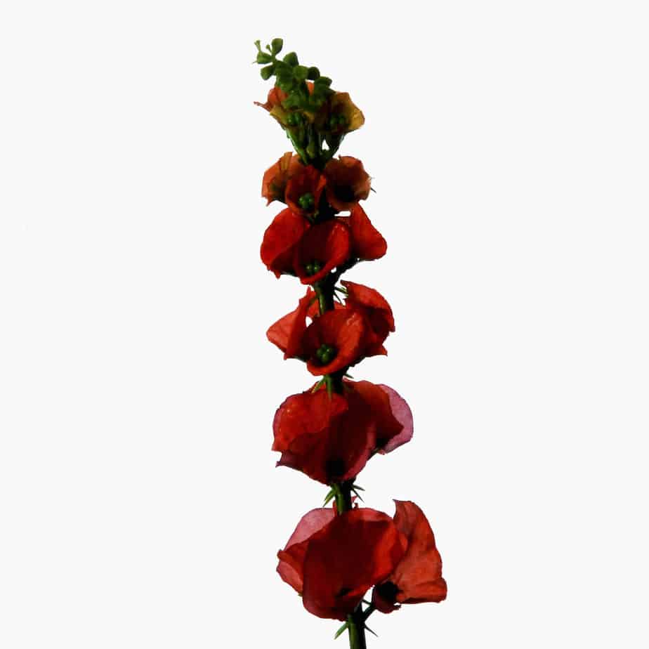 FlowerDutchess Molucella laevis 77cm rood detail