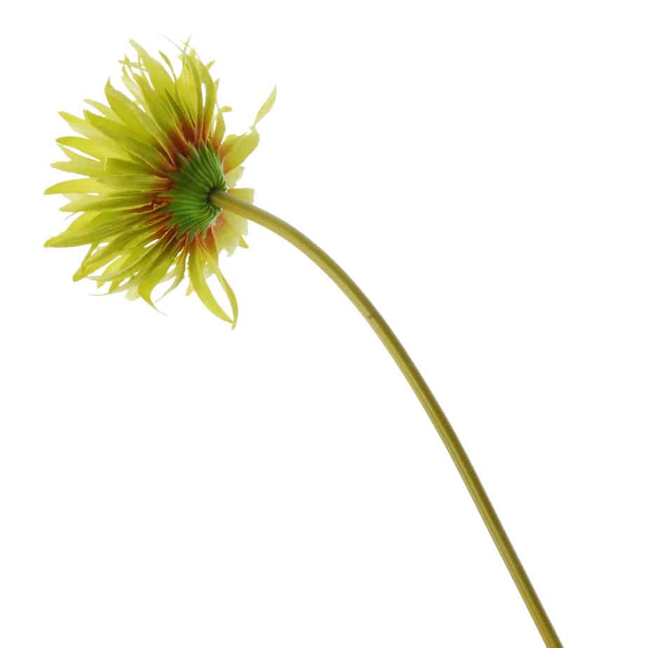 FlowerDutchess Gerbera wild 50cm groen detail 2