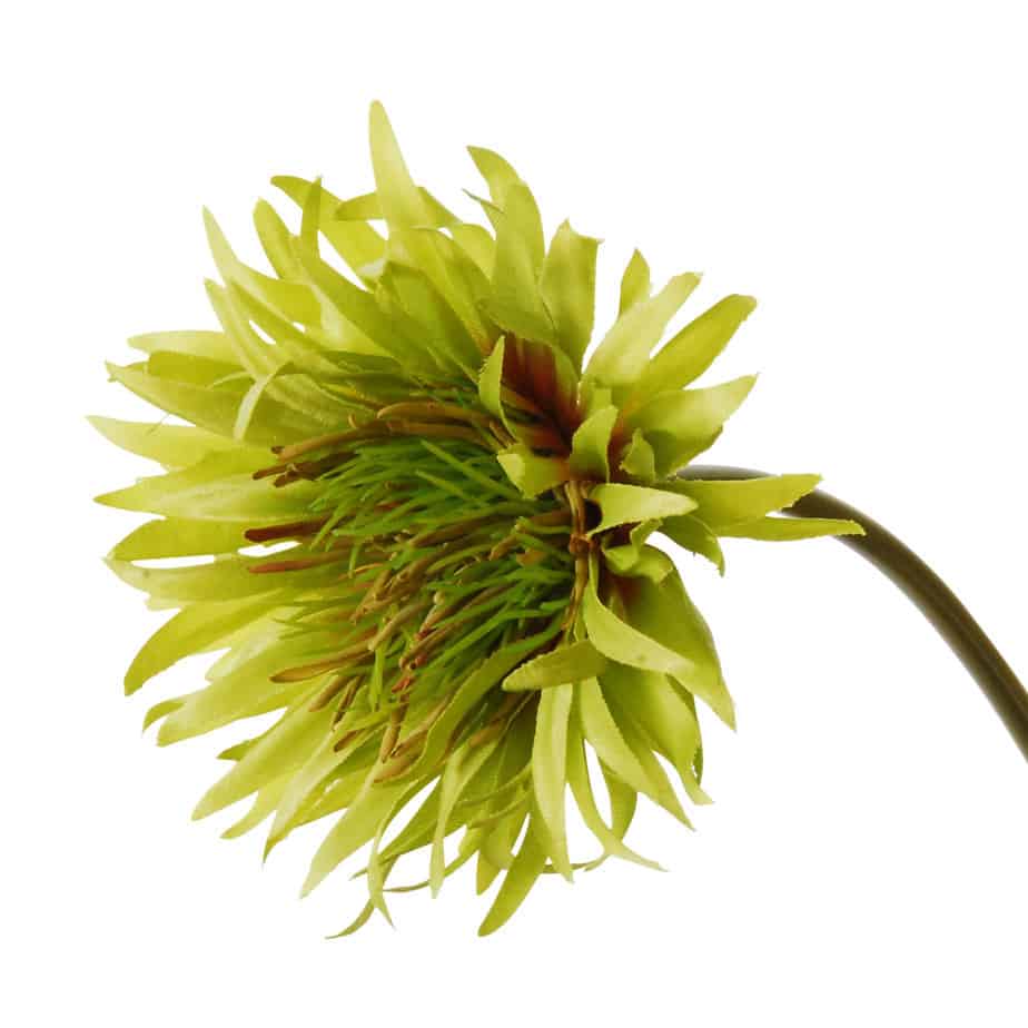 FlowerDutchess Gerbera wild 50cm groen detail 3