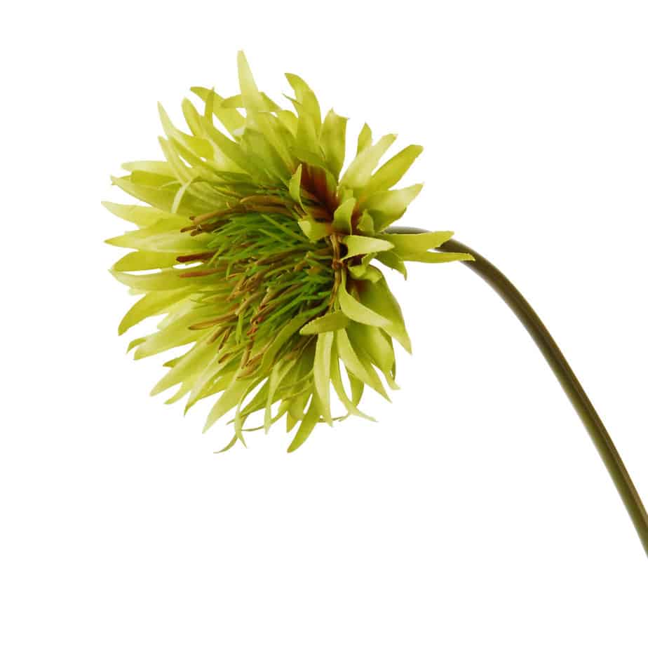 FlowerDutchess Gerbera wild 50cm groen detail 4