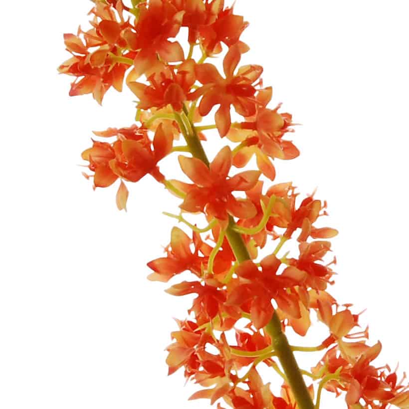 FlowerDutchess Eremurus 82cm oranje