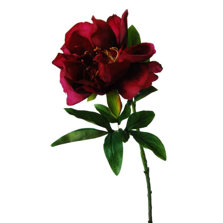 Pioenroos 56 cm roze rood 3 scaled