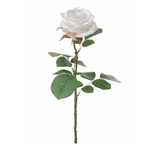 FlowerDutchess Roos 68cm wit