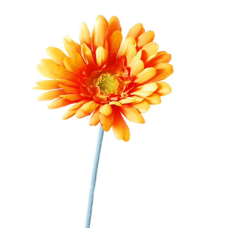 Gerbera orange 2 1