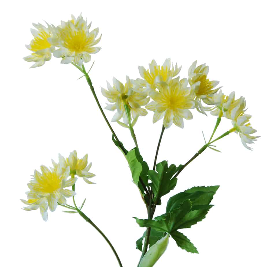 FlowerDutchess Zeeuws knoopje 51cm geel 2