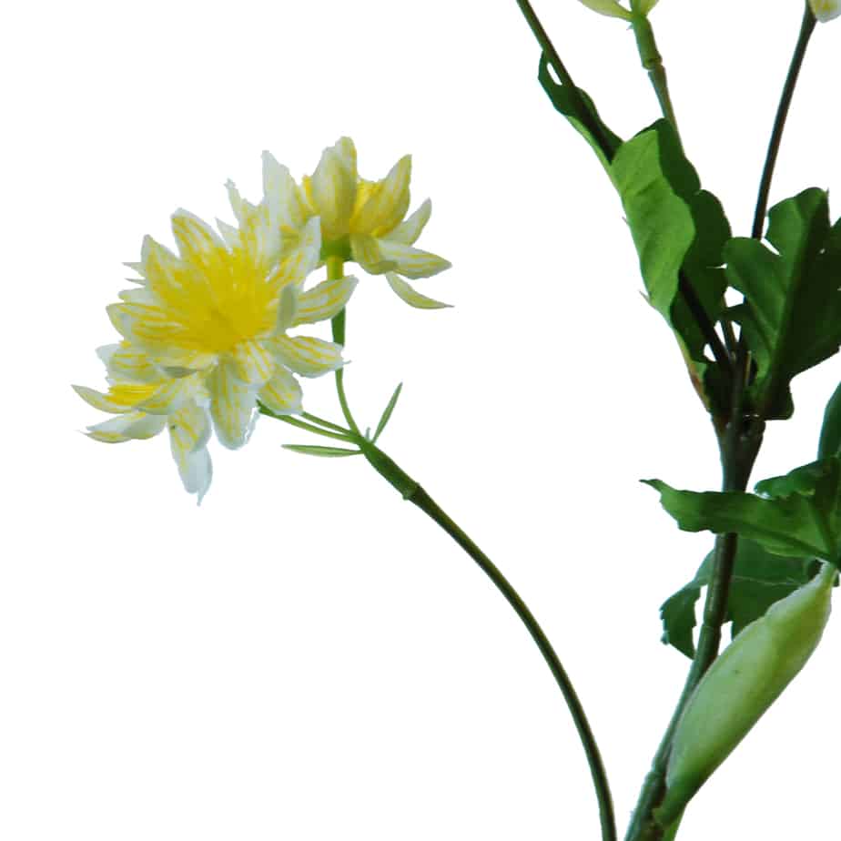 FlowerDutchess Zeeuws knoopje 51cm geel 3
