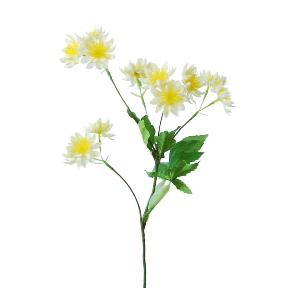 FlowerDutchess Zeeuws knoopje 51cm geel 7