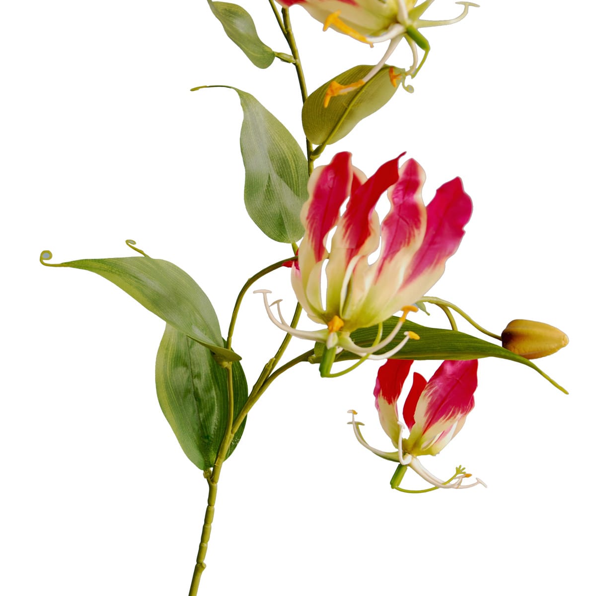 FlowerDutchess gloriosa cerise 3
