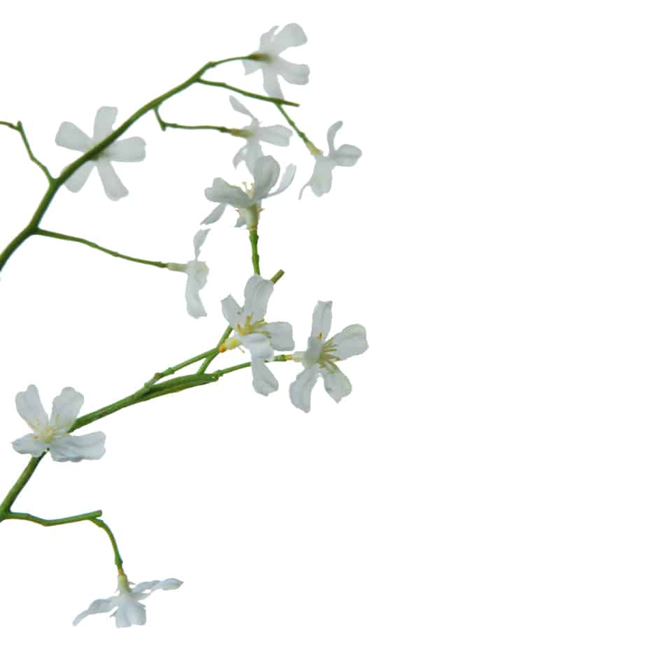 FlowerDutchess Jasmijn tak 90cm 5