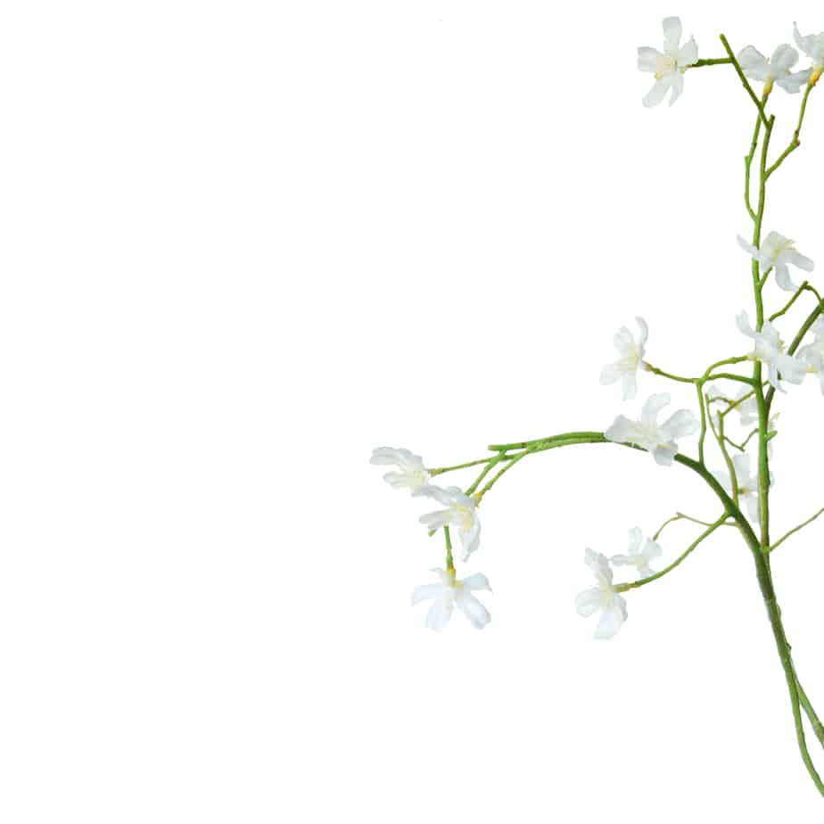 FlowerDutchess Jasmijn tak 90cm 6