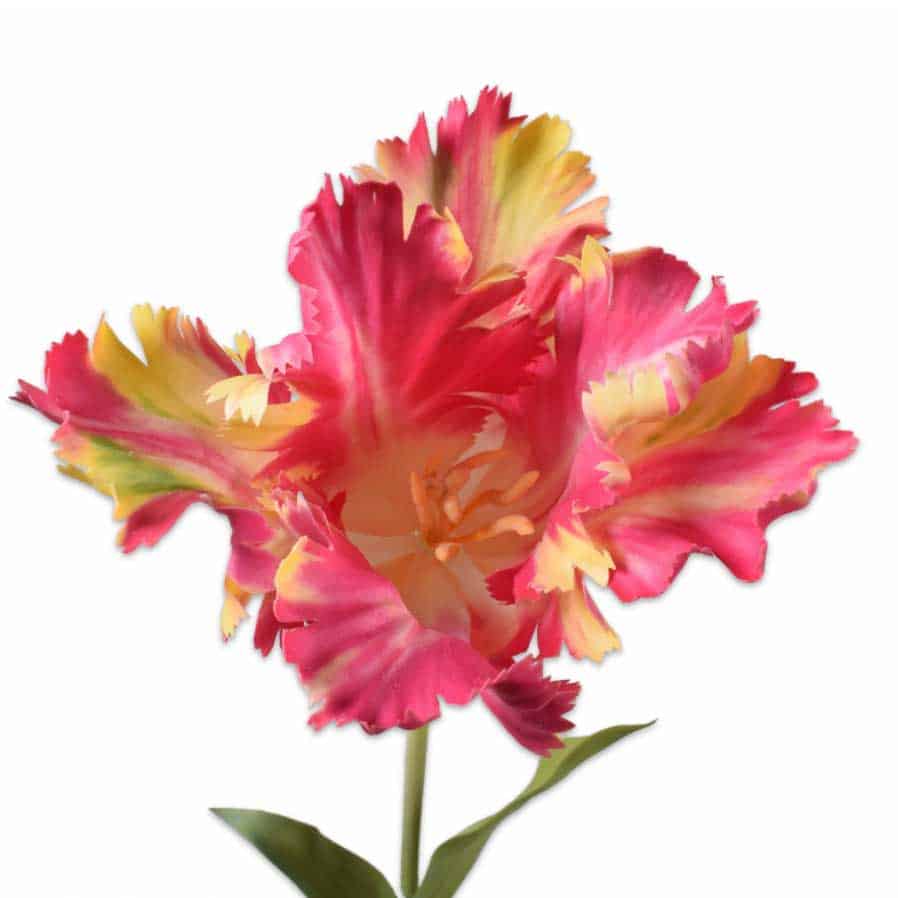 FlowerDutchess real touch parkiet tulp 71cm roze geel 2