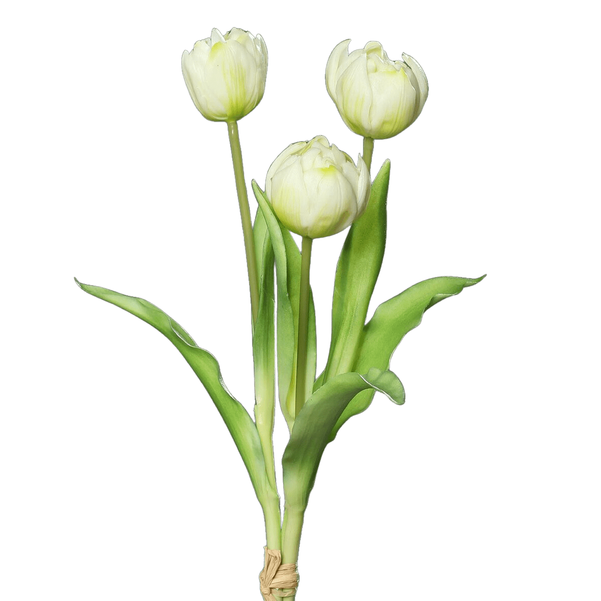 FlowerDutchess-Pioentulpen-39cm-wit-bosje-van-3