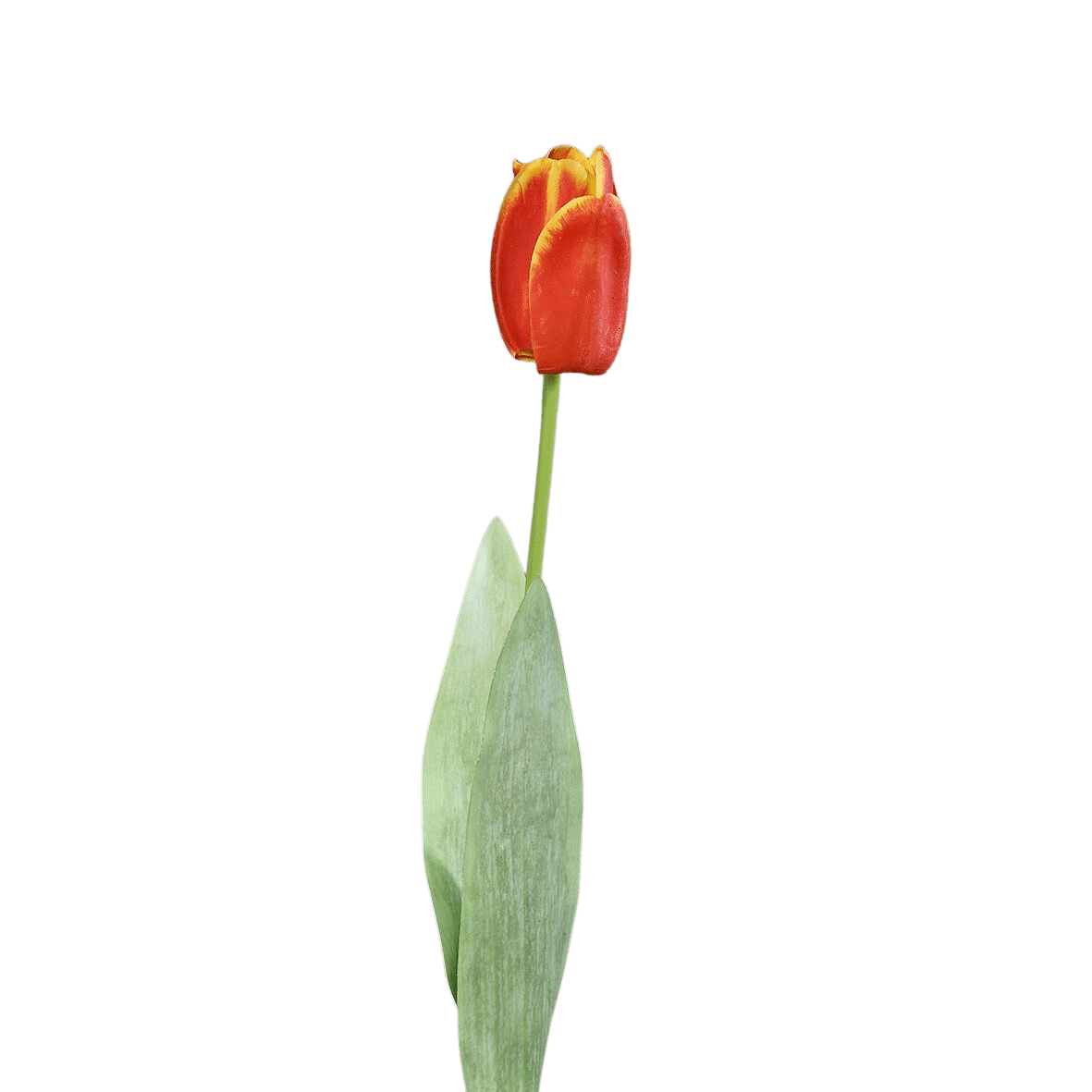 Lange rode kunstbloem tulp met gele randen langs de bloembladeren