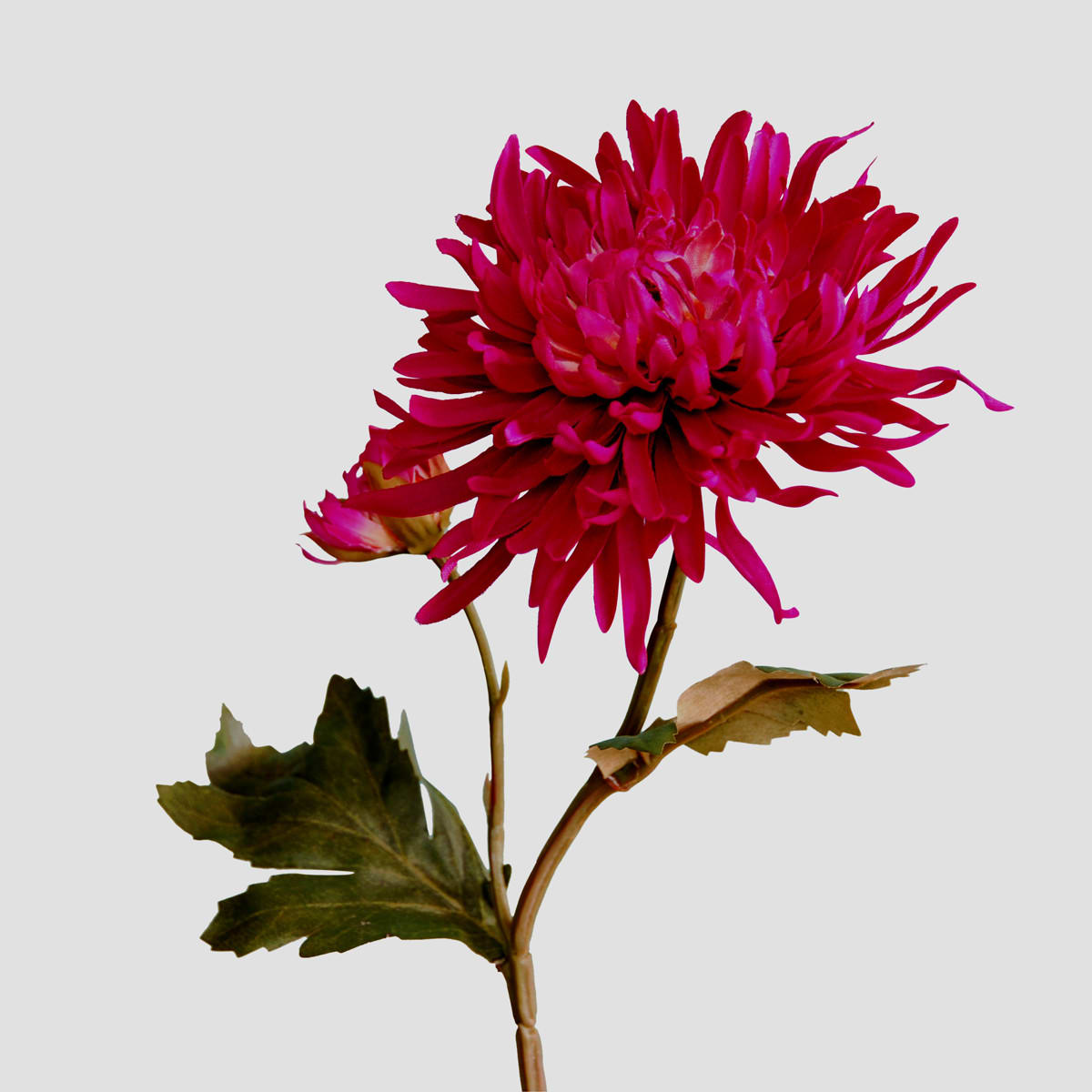 FlowerDutchess Chrysant fuchsia klein 1