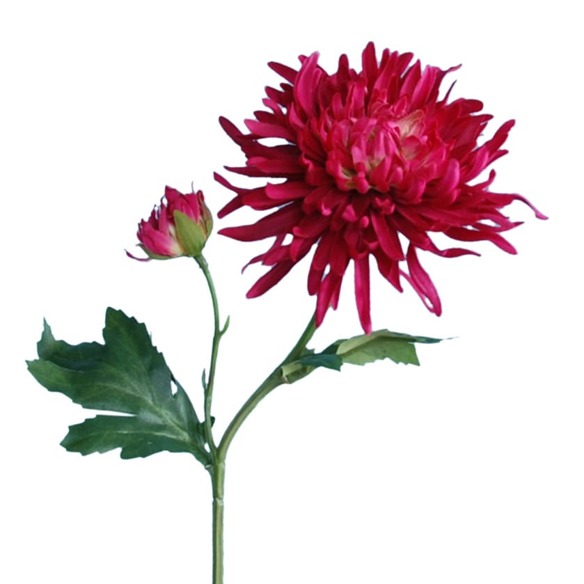 FlowerDutchess Chrysant fuchsia klein 5