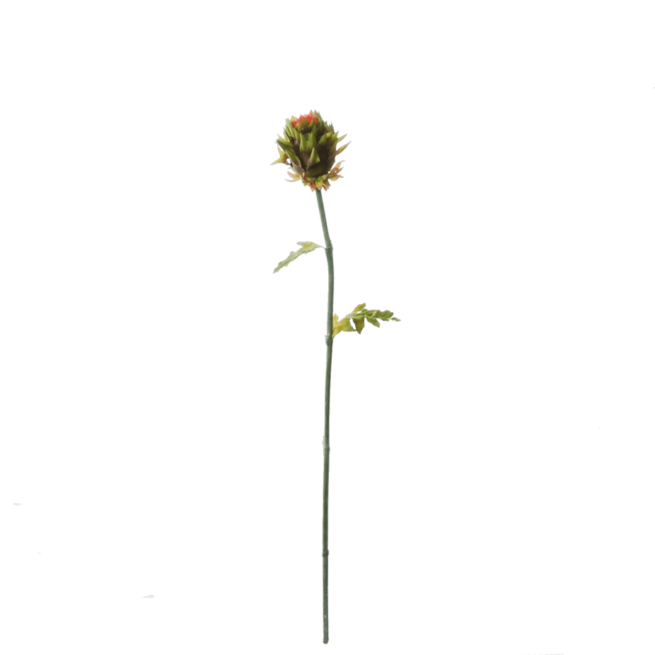 FlowerDutchess Artisjok 1