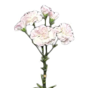 FlowerDutchess Carnation bundle pink