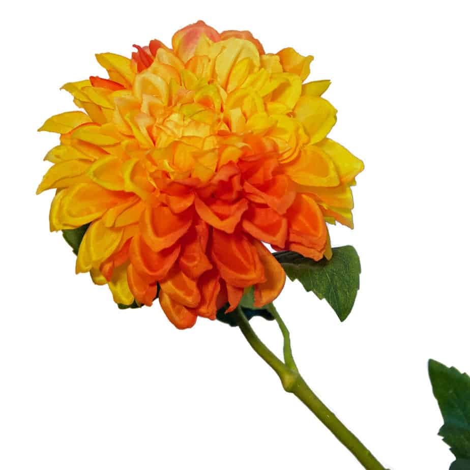 Chrysanthemum orange3
