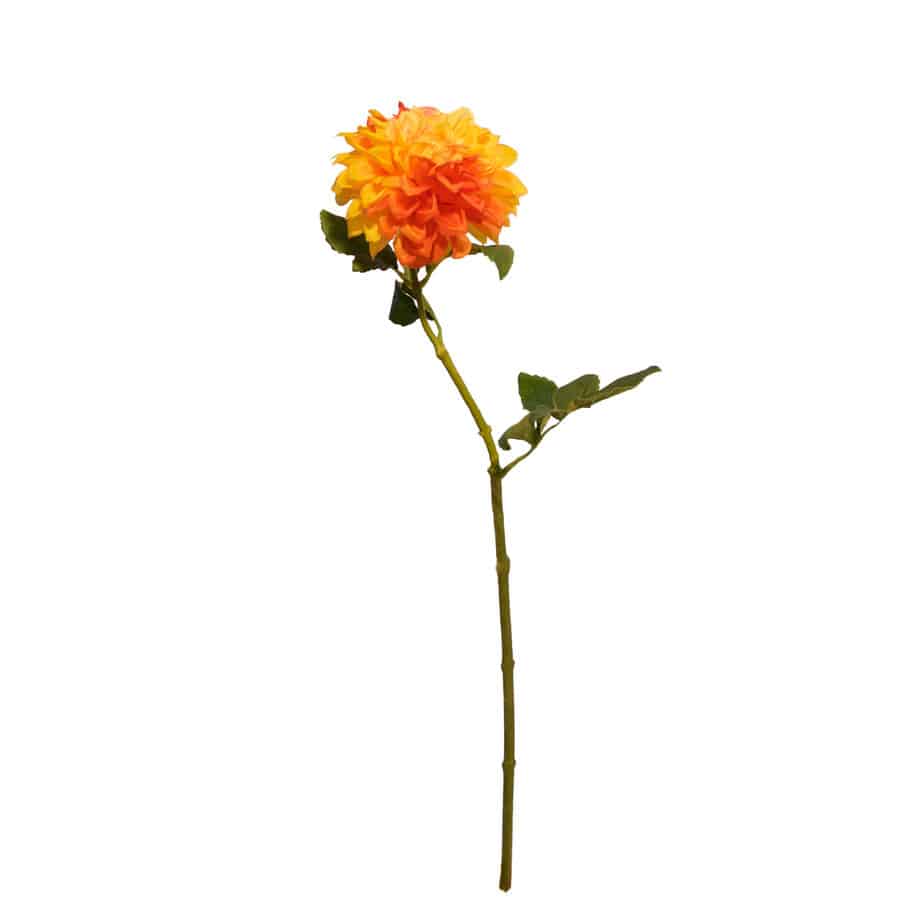 Chrysanthemum orange4