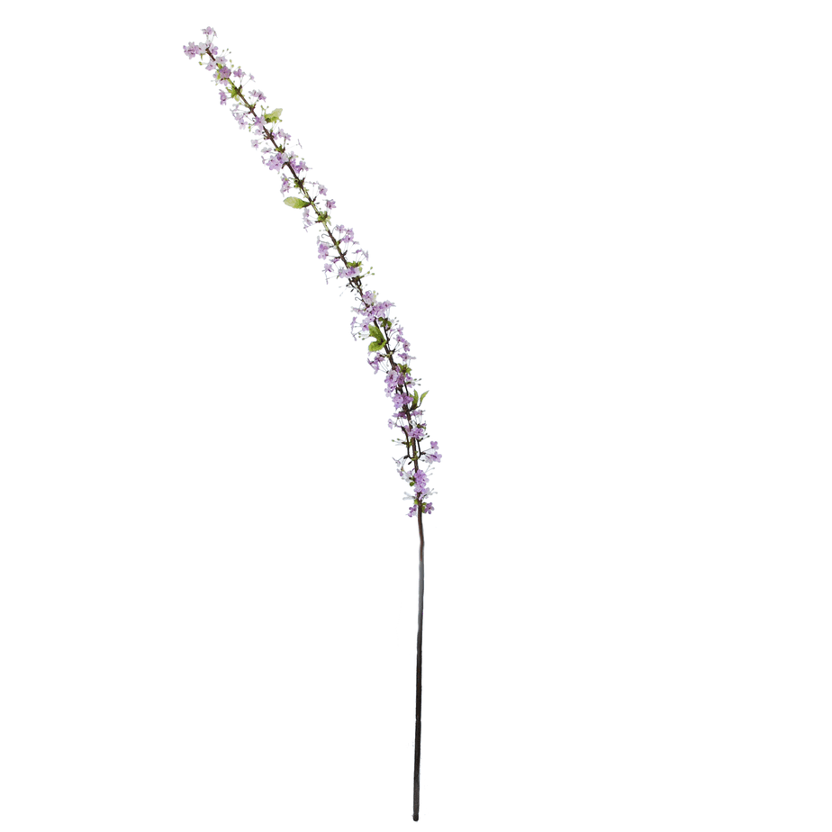 Spirea lavender