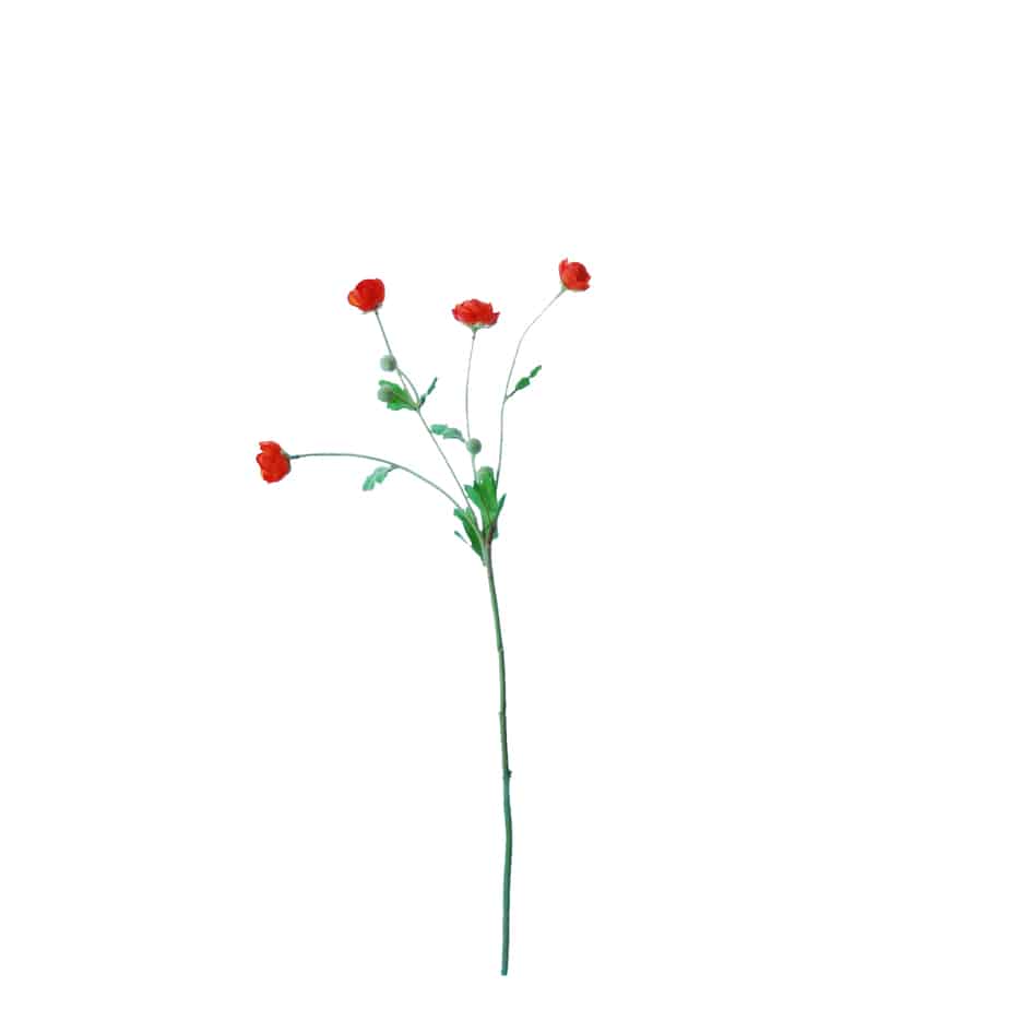 FlowerDutchess Tak 4ranonkeltjes 4knoppen 57cm oranje 3