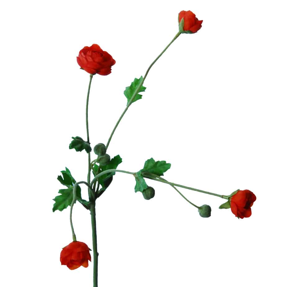 FlowerDutchess Tak 4ranonkeltjes 4knoppen 57cm oranje 2