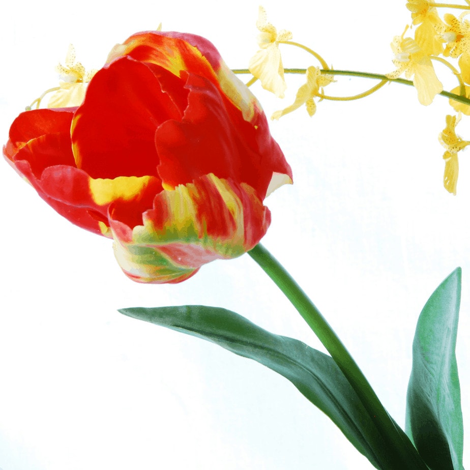 tall red tulip yellow orchids