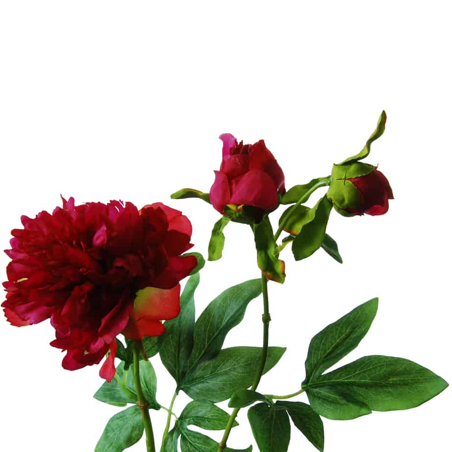 Pioenroos 63cm fuchsia met knop 4