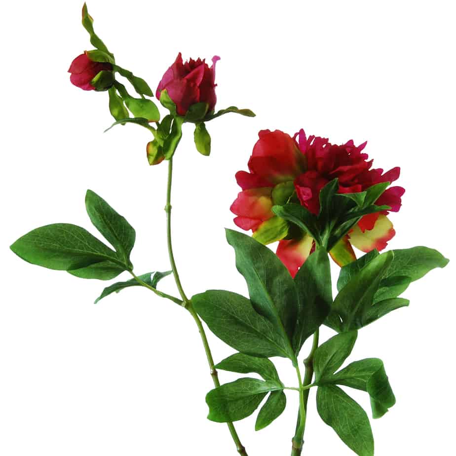 Pioenroos 63cm fuchsia met knop 3