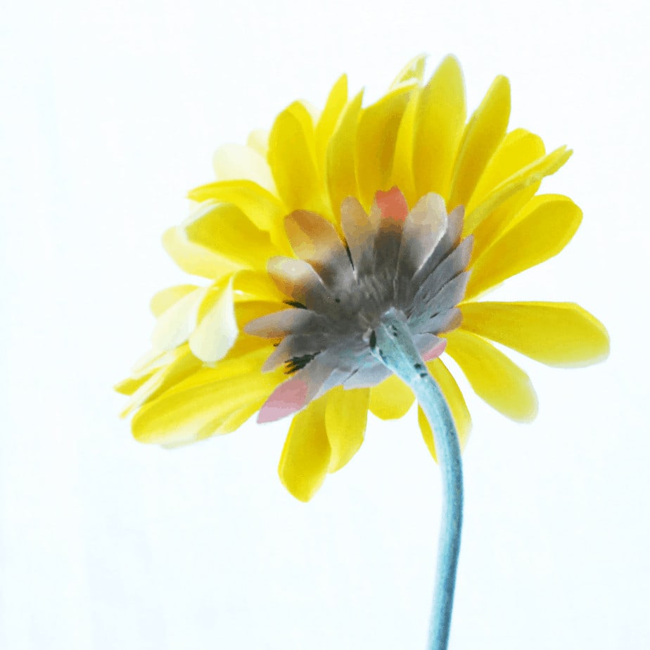 Gerbera yellow 1 1