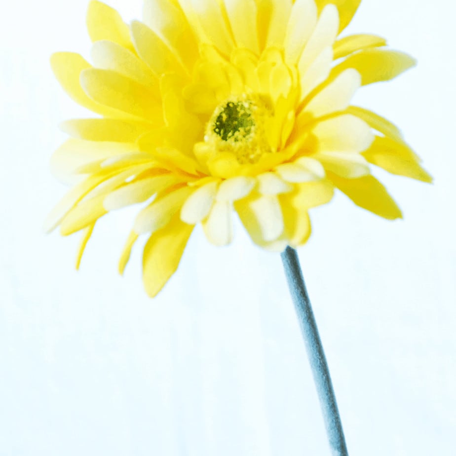 Gerbera yellow 2 1